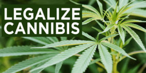 Marijuana leaves